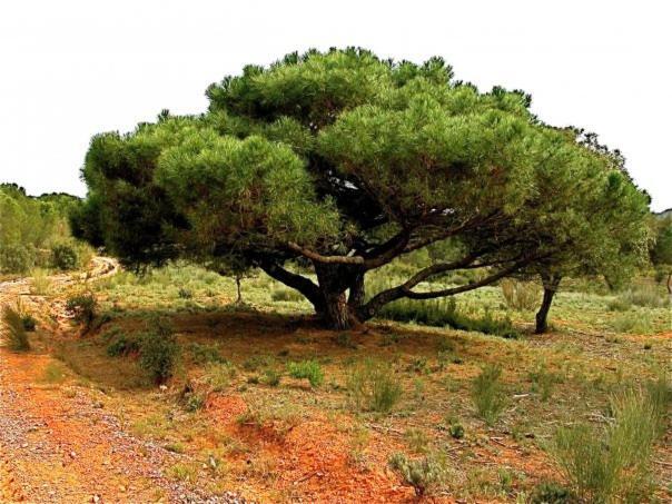 Casa Rural Parajes Del Jucar Касас-де-Бенитес Экстерьер фото
